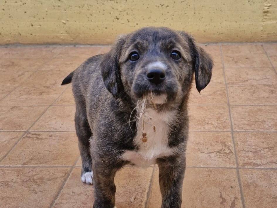 Adotta un cane, femmina, 2 mesi, Roma