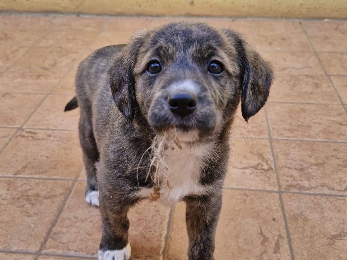 Adotta un cane, taglia media contenuta, femmina, Roma