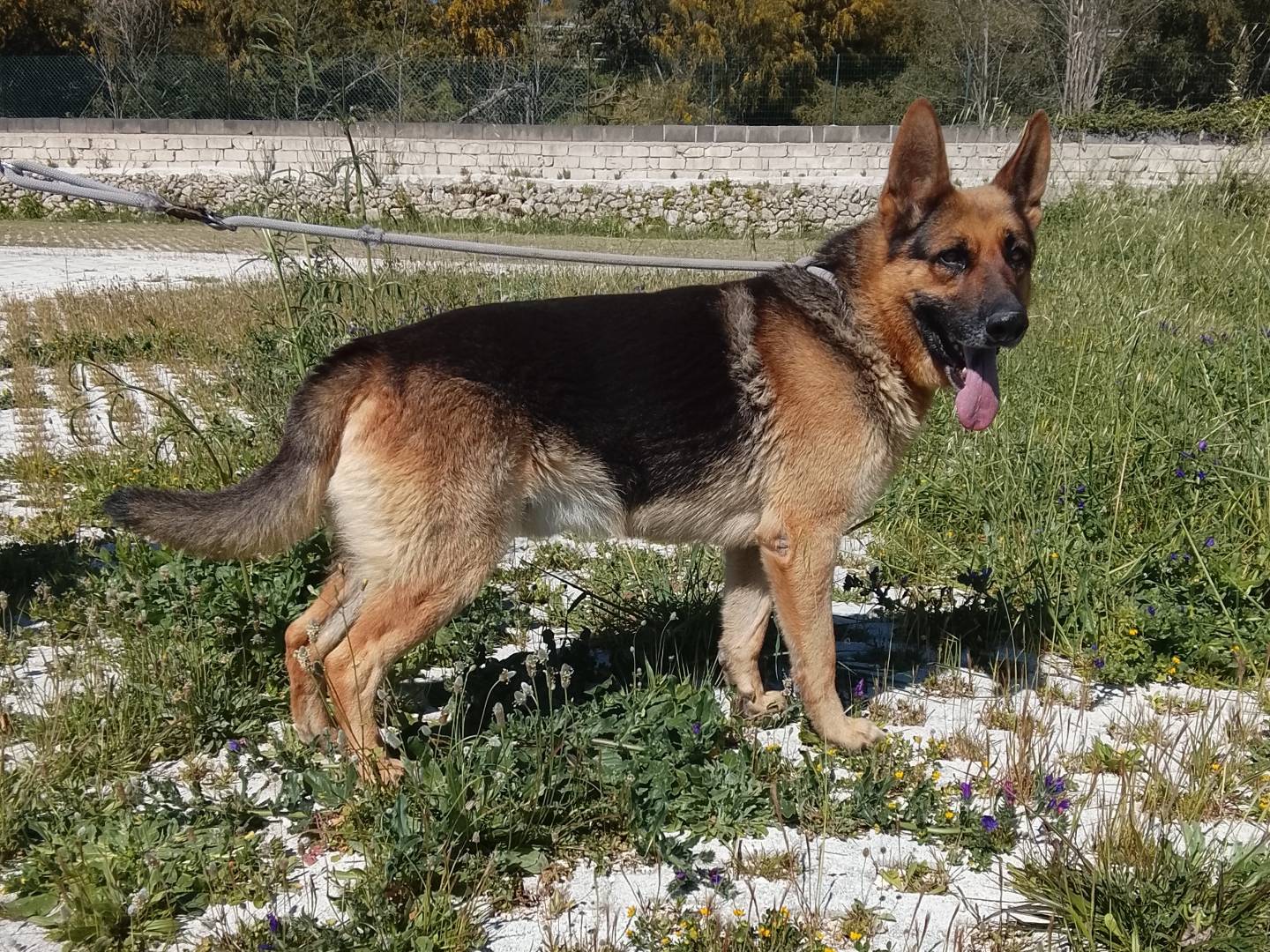 Adozione cane, maschio, Pastore tedesco Razza sconosciuta, 2 anni e 7 mesi, taglia grande, Siracusa