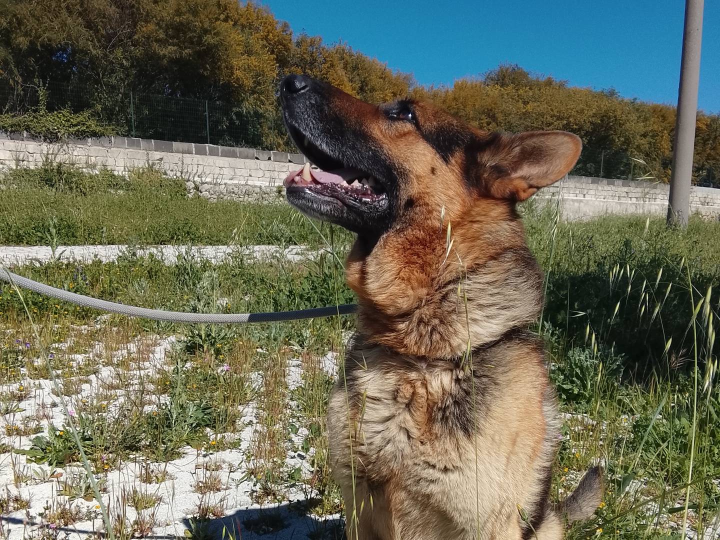 Adotta un cane, maschio, 2 anni e 7 mesi, Siracusa