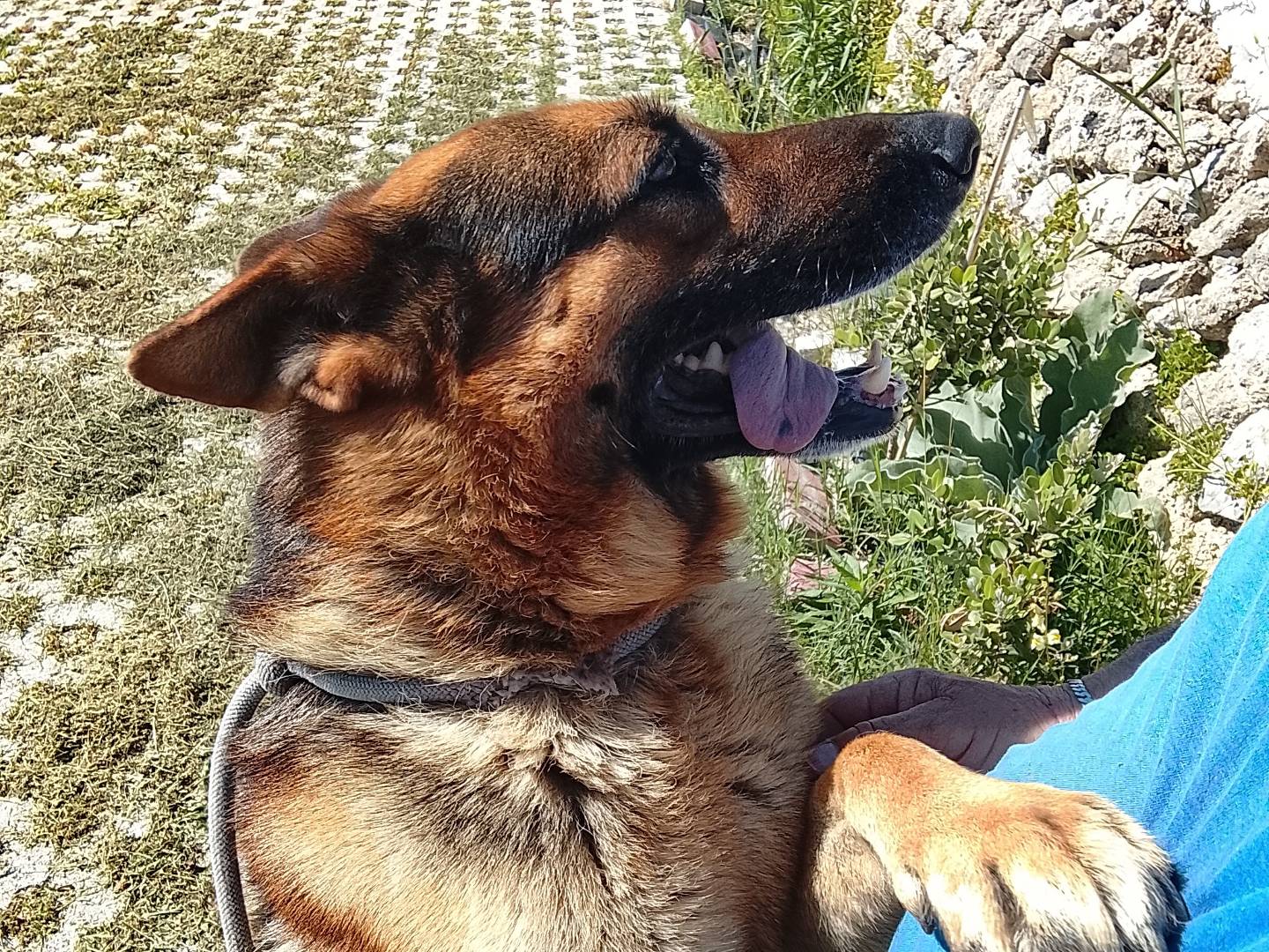 Adotta un cane, taglia grande, maschio, Siracusa