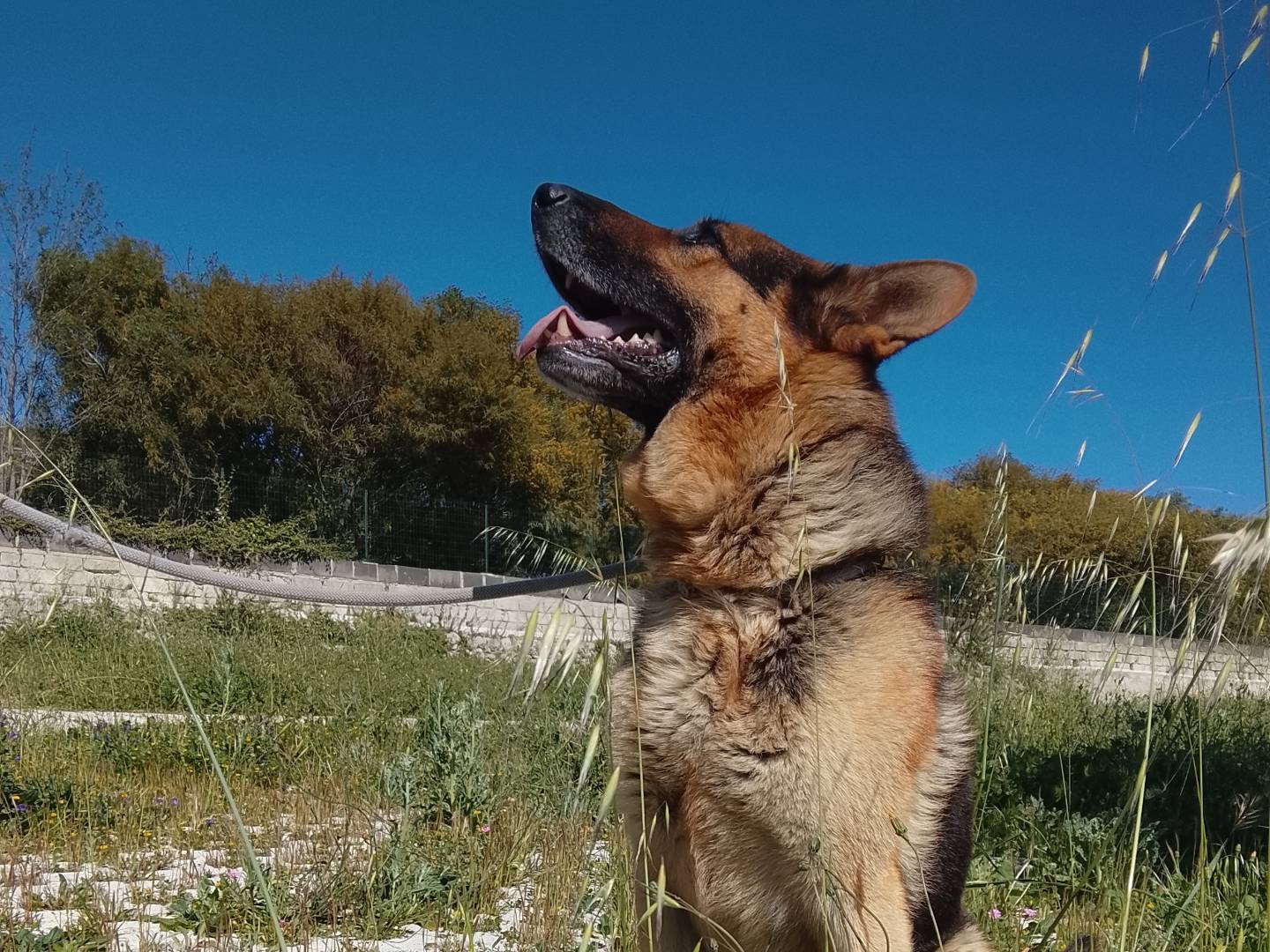 Adotta il cane ROUL a Siracusa