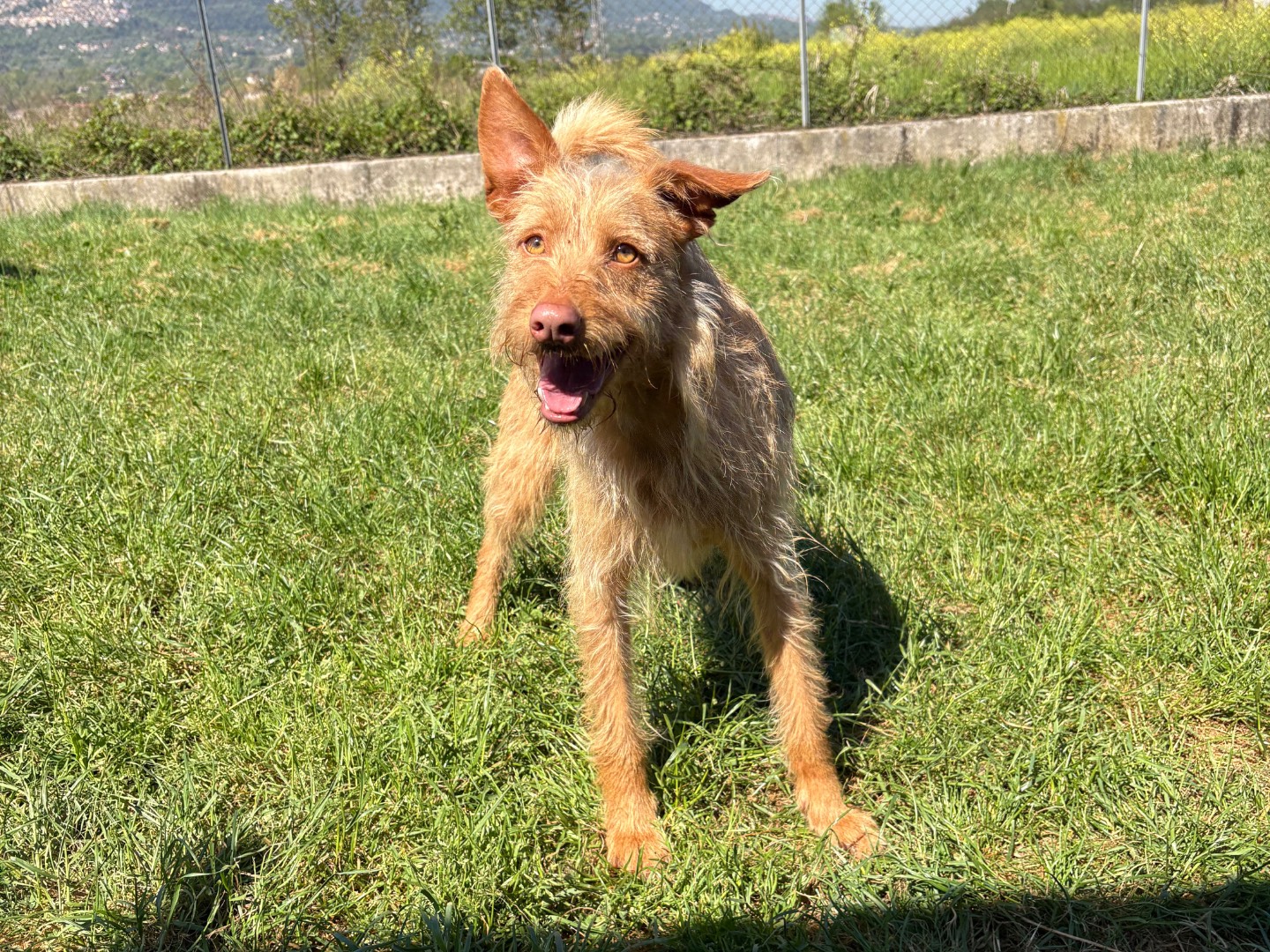 Vuoi adottare un cane a Frosinone?