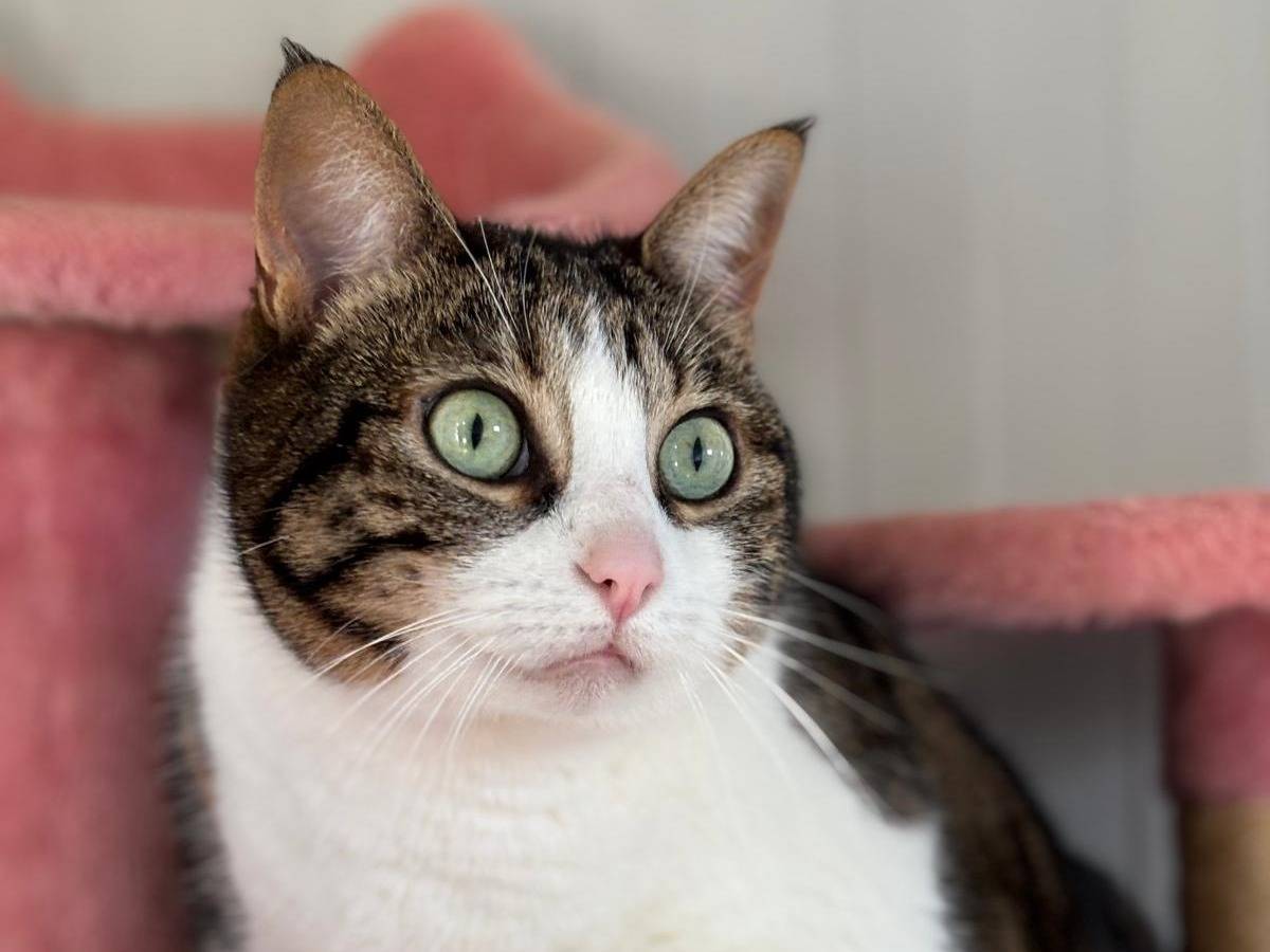 Adozione gatto, femmina, Razza sconosciuta Razza sconosciuta, 6 anni e 3 mesi, taglia non valida, Pisa