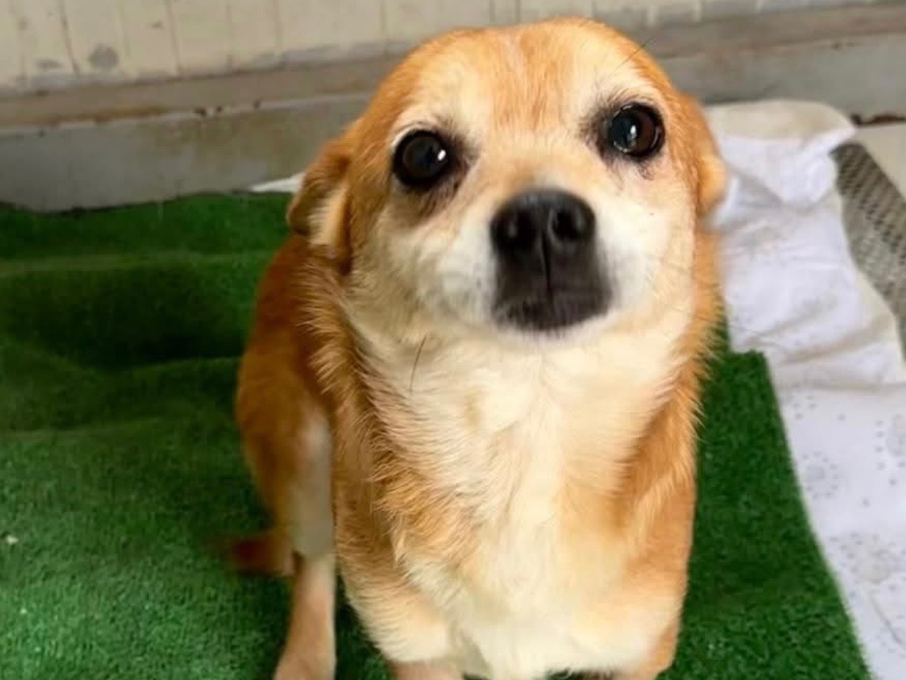 Adozione cane, maschio, Razza sconosciuta Razza sconosciuta, 5 anni, taglia piccola, Napoli