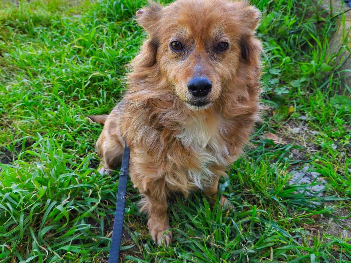 Adozione cane, maschio, Volpino di Pomerania Razza sconosciuta, 7 anni e 3 mesi, taglia piccola, Vibo