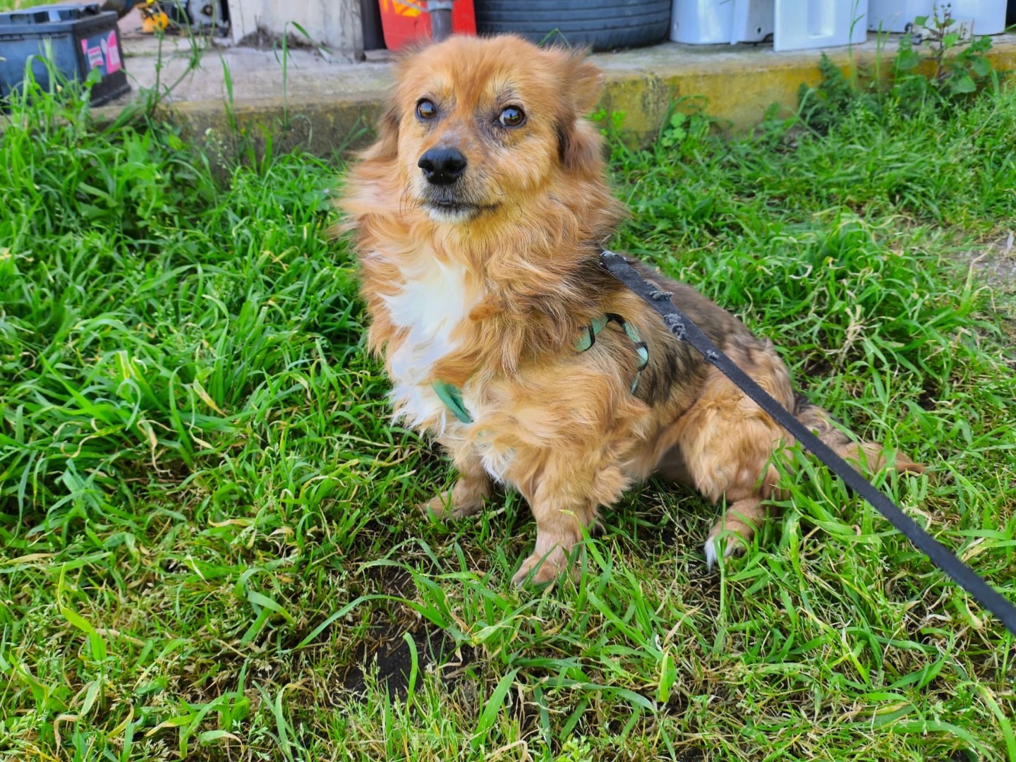 Adotta un cane, maschio, 7 anni e 3 mesi, Vibo