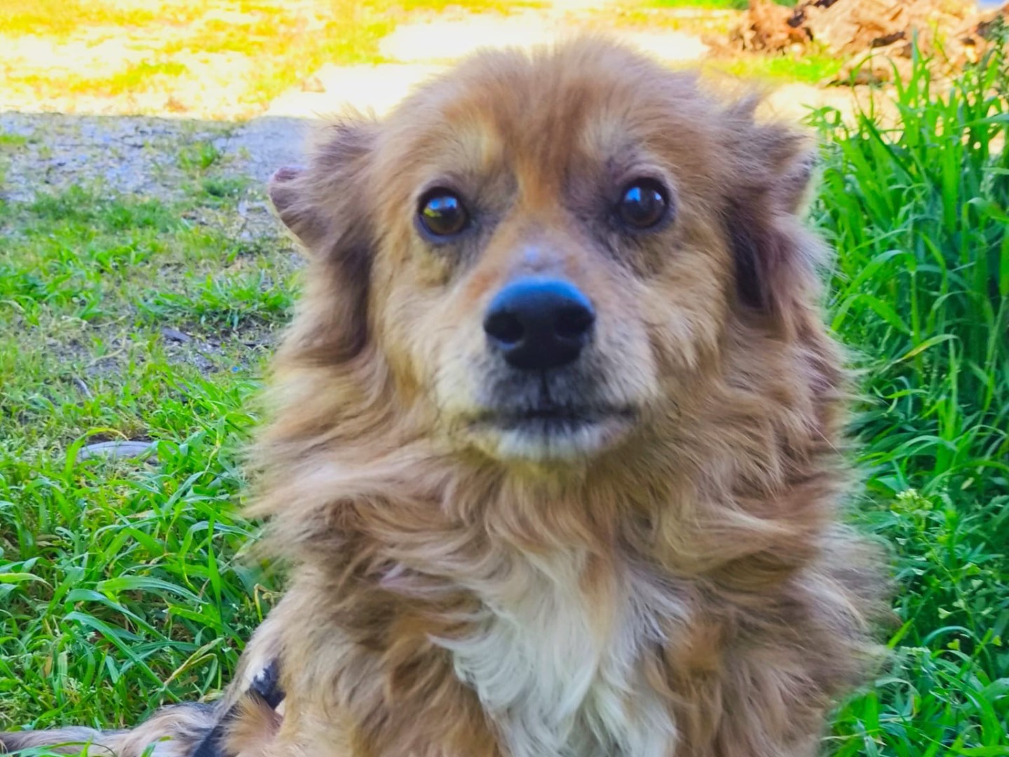 Adotta un cane, taglia piccola, maschio, Vibo