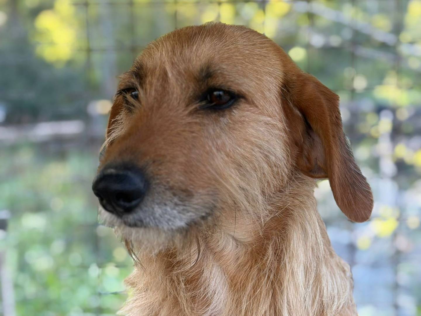 Adozione cane, femmina, Razza sconosciuta Razza sconosciuta, 4 anni e 3 mesi, taglia media, Crotone