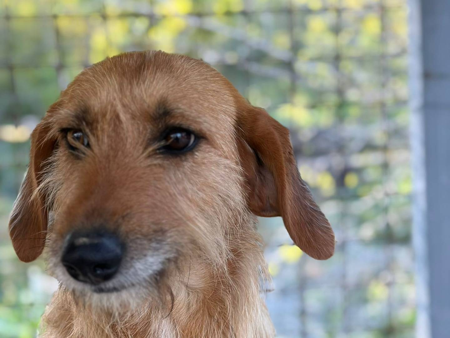 Adotta un cane, femmina, 4 anni e 3 mesi, Crotone
