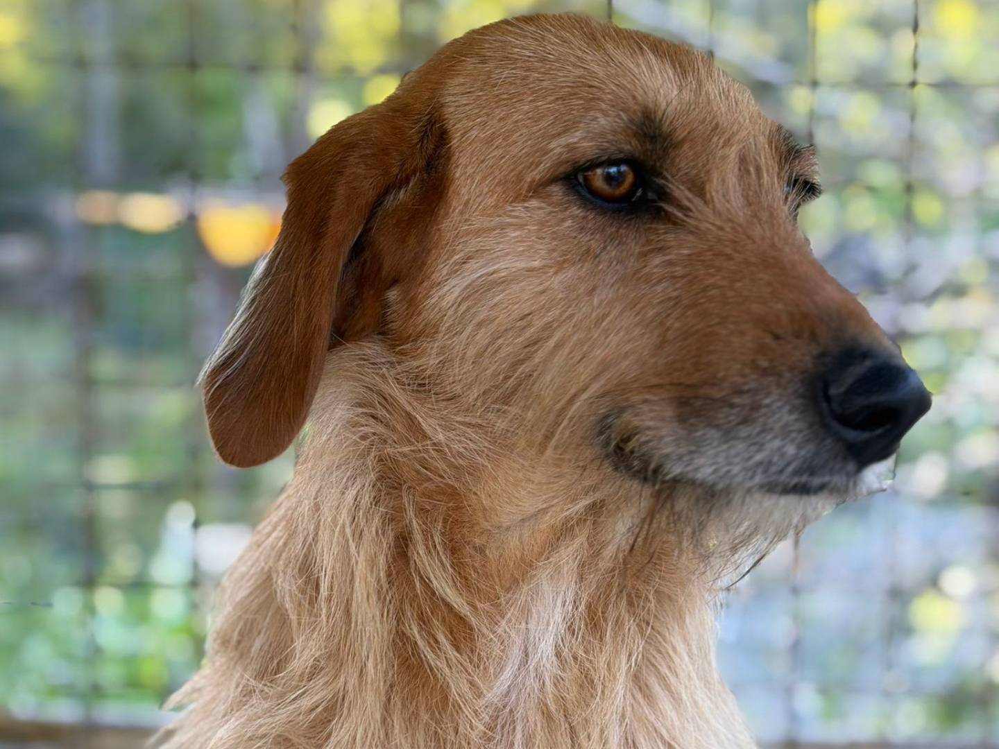 Adotta un cane, taglia media, femmina, Crotone