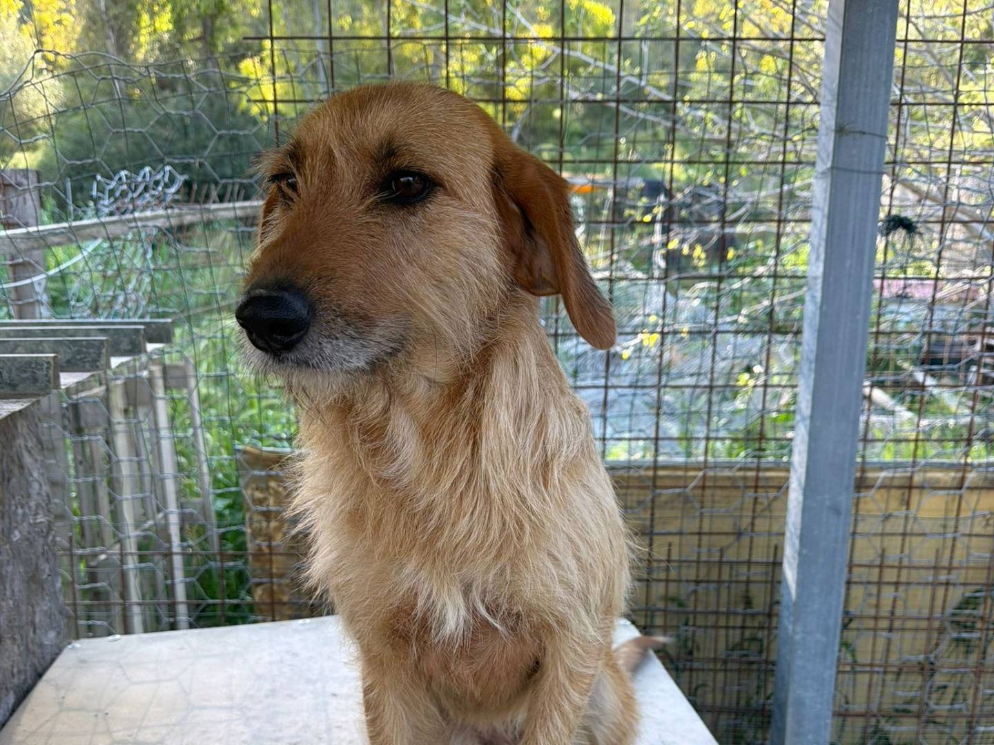 Vuoi adottare un cane a Crotone?