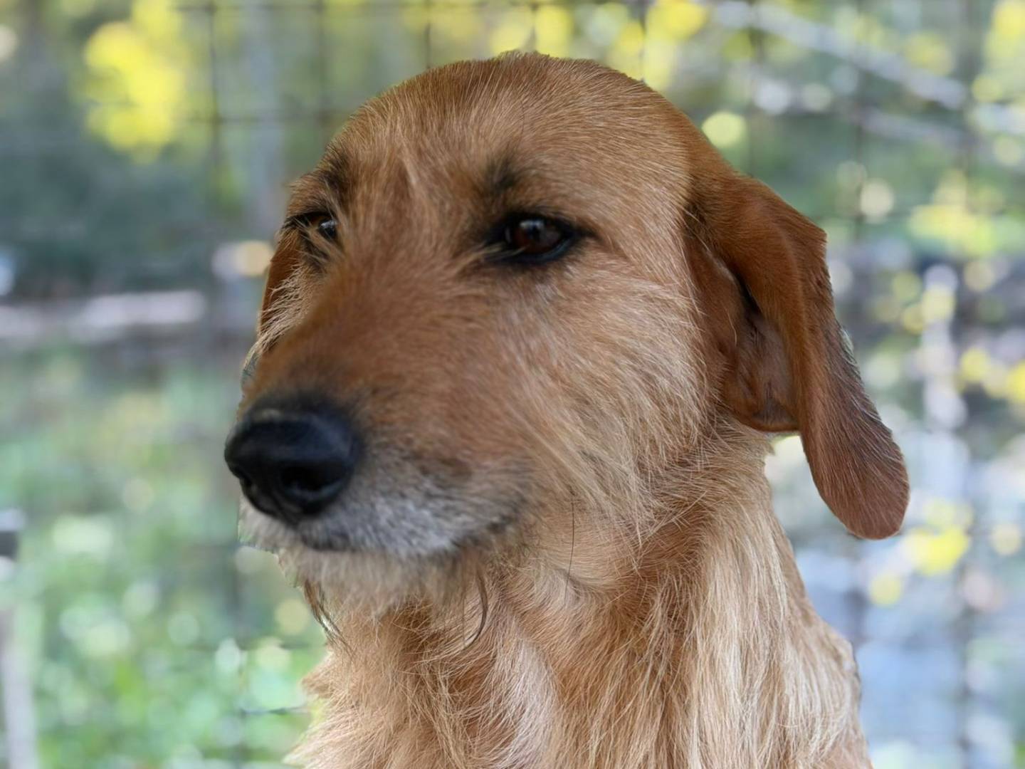 Adotta il cane Dana a Crotone