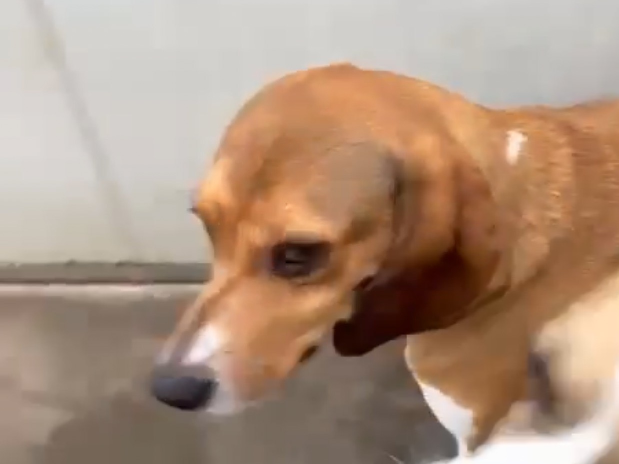 Adozione cane, maschio, Razza sconosciuta Razza sconosciuta, 4 anni e 6 mesi, taglia media, Latina