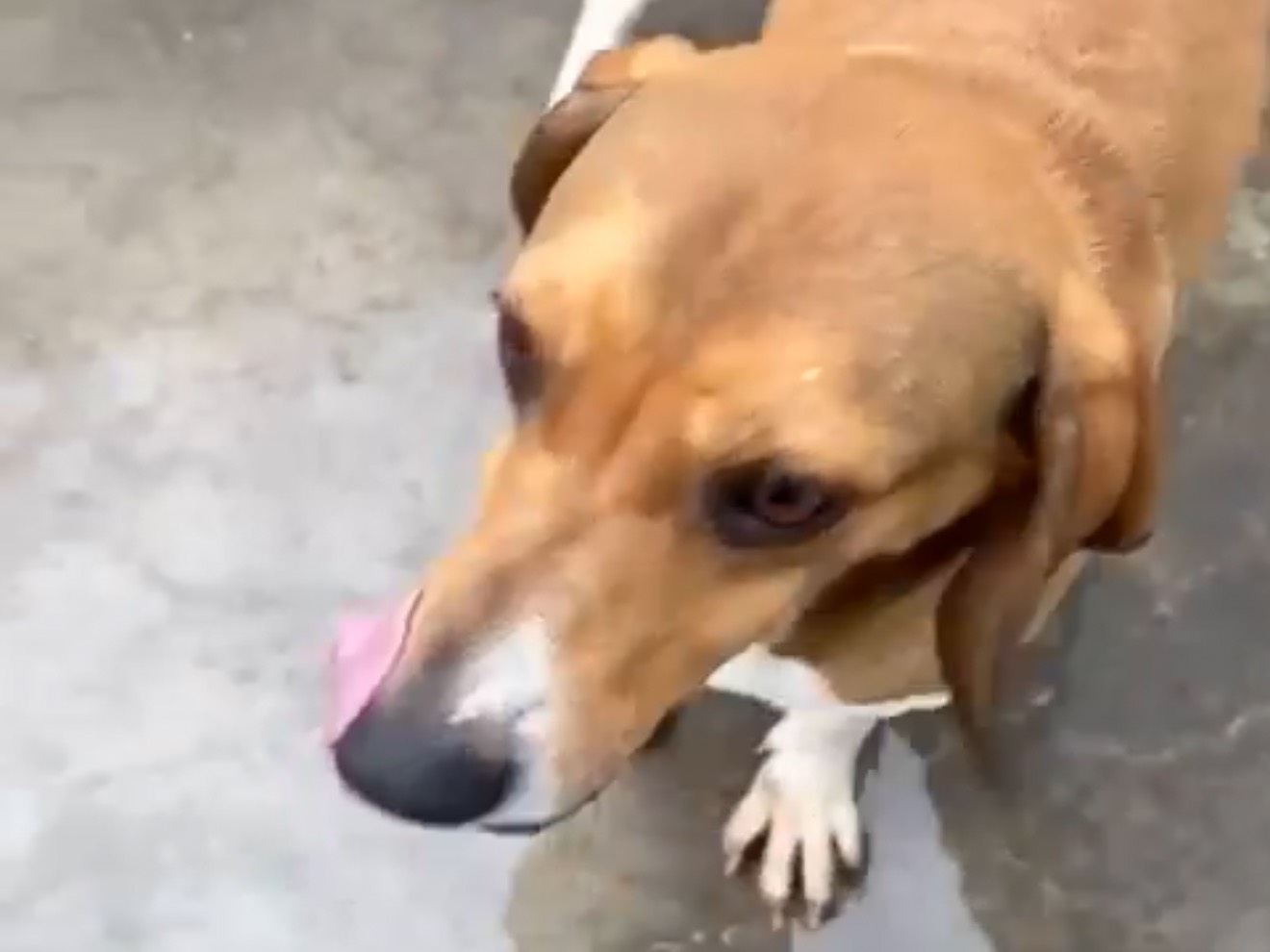 Adotta un cane, maschio, 4 anni e 6 mesi, Latina