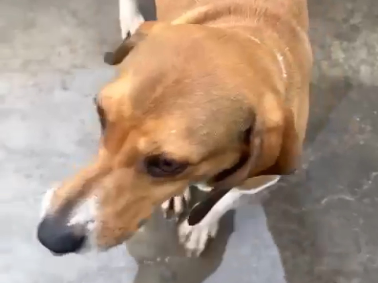 Adotta un cane, taglia media, maschio, Latina