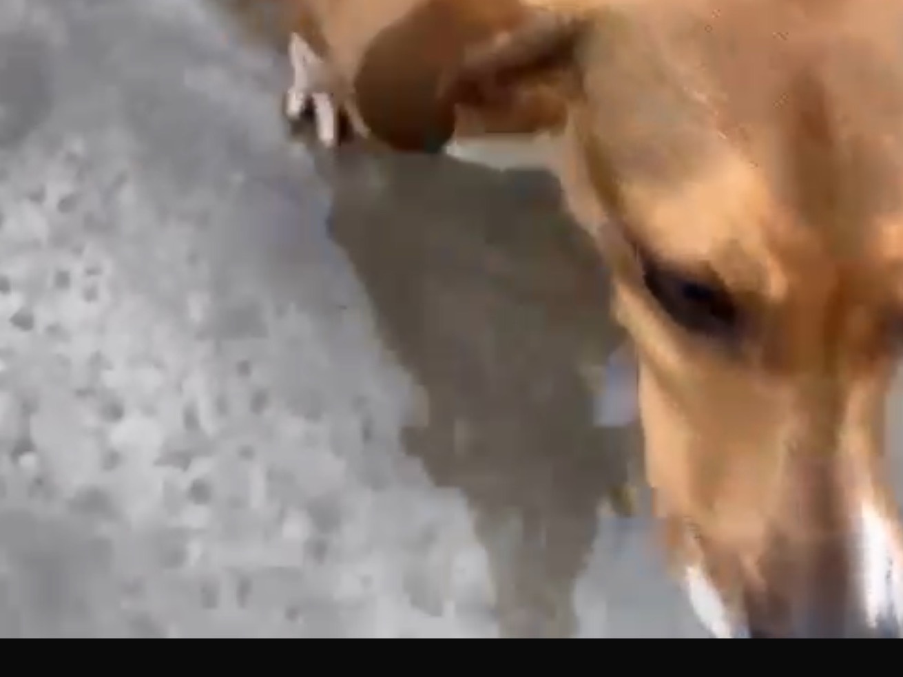 Vuoi adottare un cane a Latina?