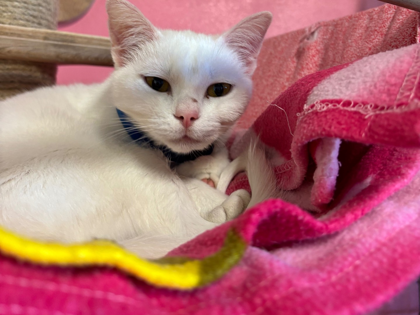 Adozione gatto, femmina, Razza sconosciuta Razza sconosciuta, 6 mesi, taglia non valida, Brescia