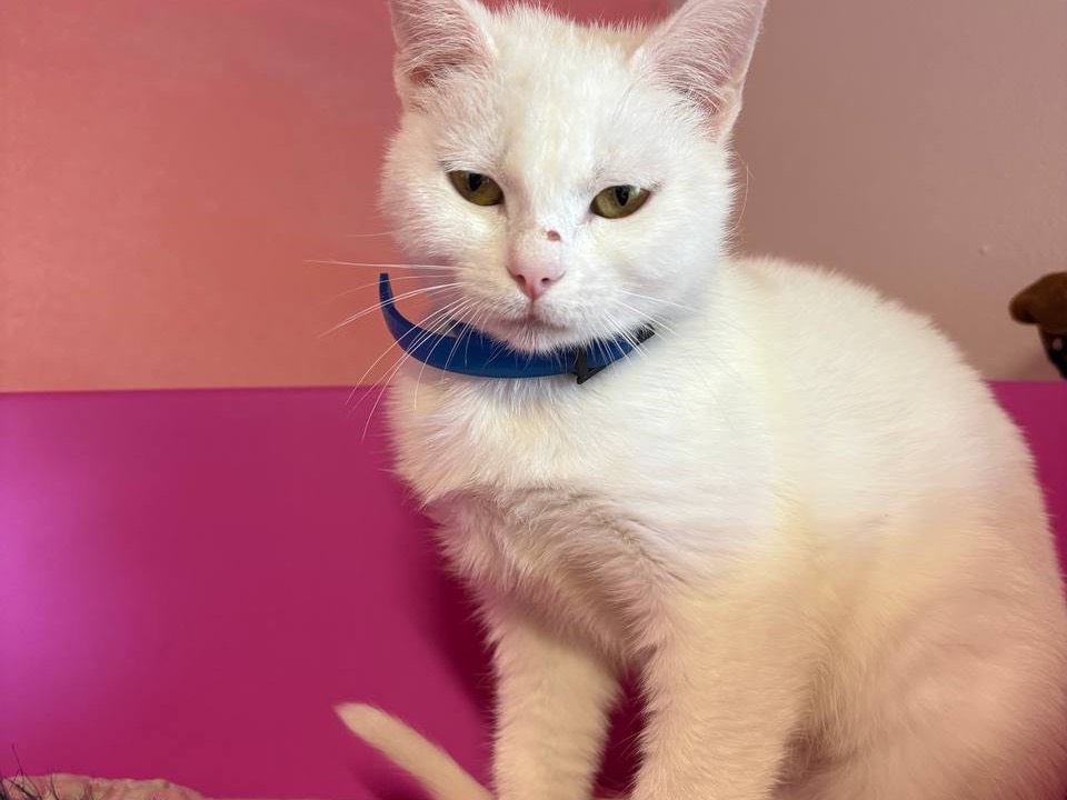 Adotta un gatto, femmina, 6 mesi, Brescia