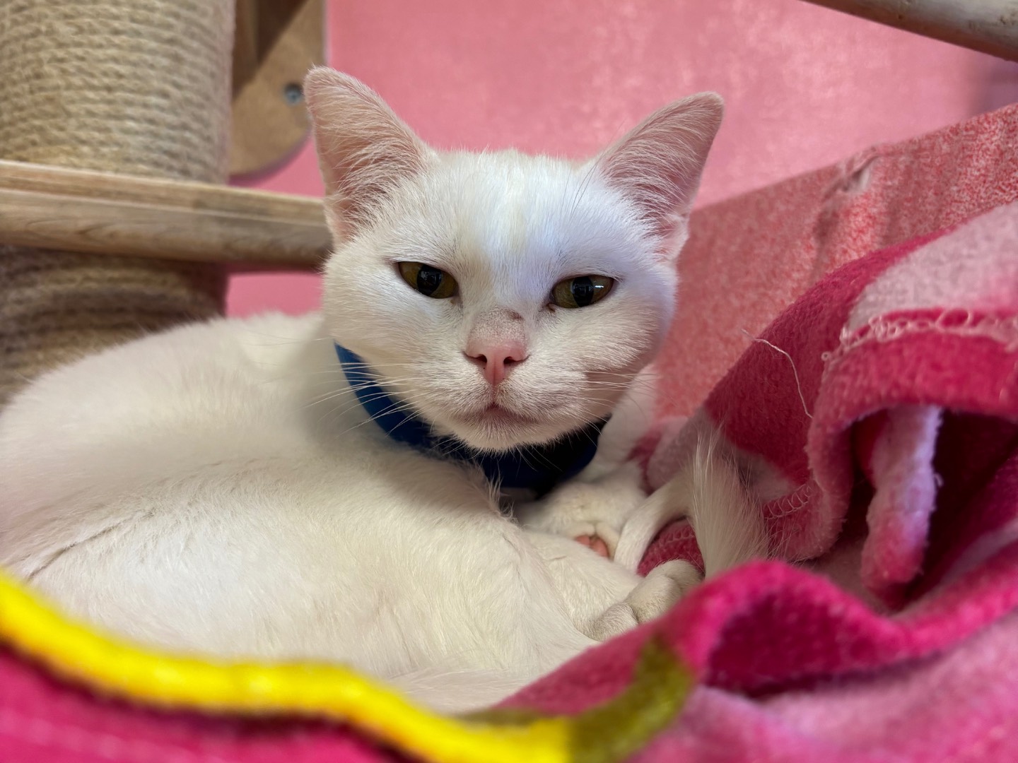 Adotta un gatto, taglia non valida, femmina, Brescia