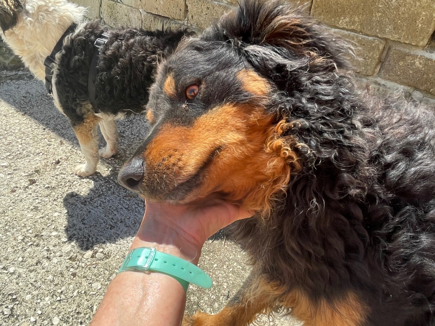 Adozione cane, maschio, Razza sconosciuta Razza sconosciuta, 2 anni e 4 mesi, taglia media contenuta, Caserta