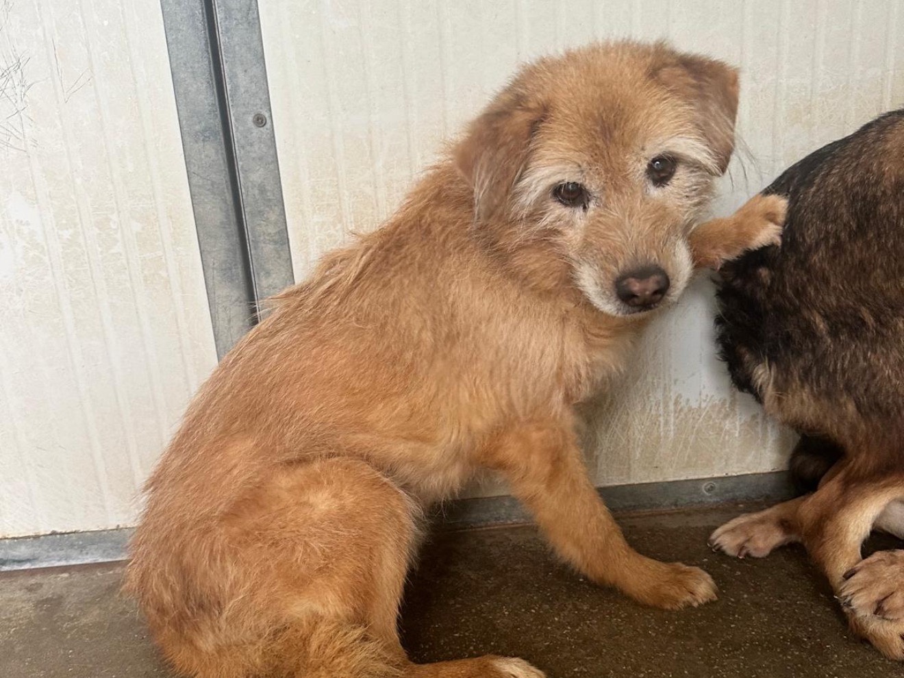 Adozione cane, maschio, Razza sconosciuta Razza sconosciuta, 15 anni, taglia media, Latina