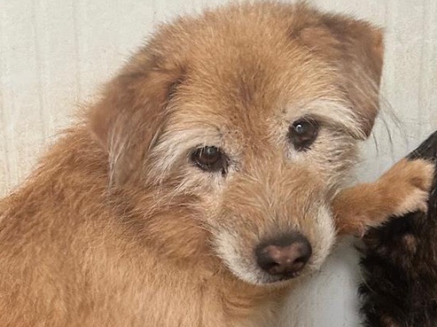 Adotta un cane, taglia media, maschio, Latina