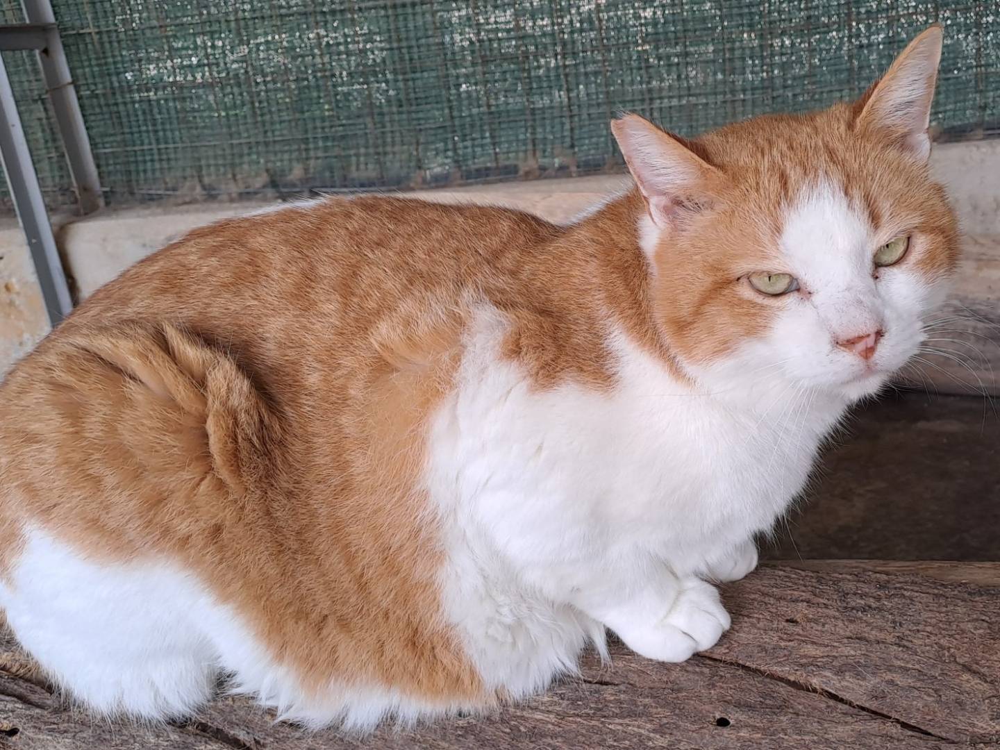 Adozione gatto, femmina, Razza sconosciuta Razza sconosciuta, 3 anni e 2 mesi, taglia non valida, Barletta