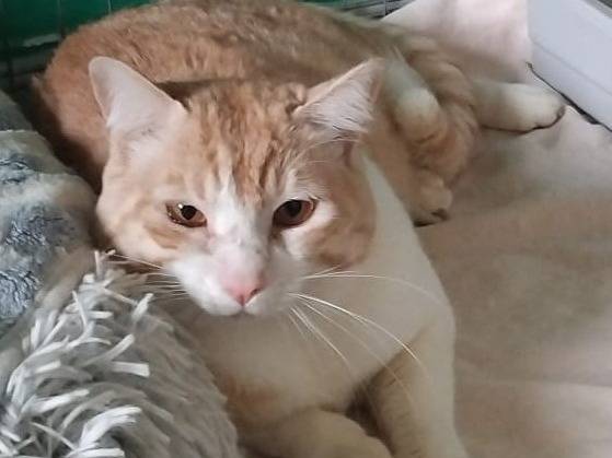 Adotta un gatto, maschio, 2 anni, Barletta