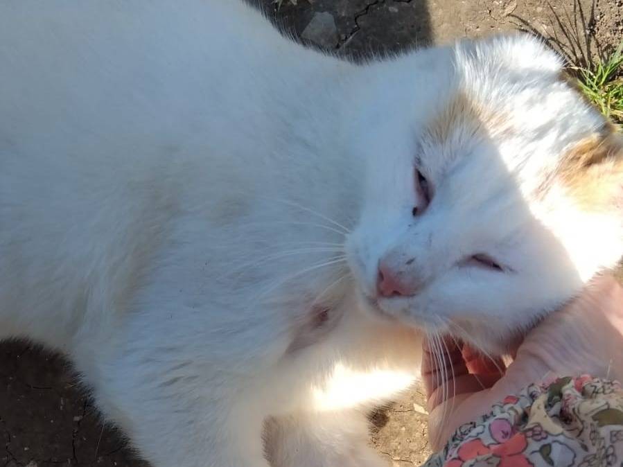 Vuoi adottare un gatto a Barletta?