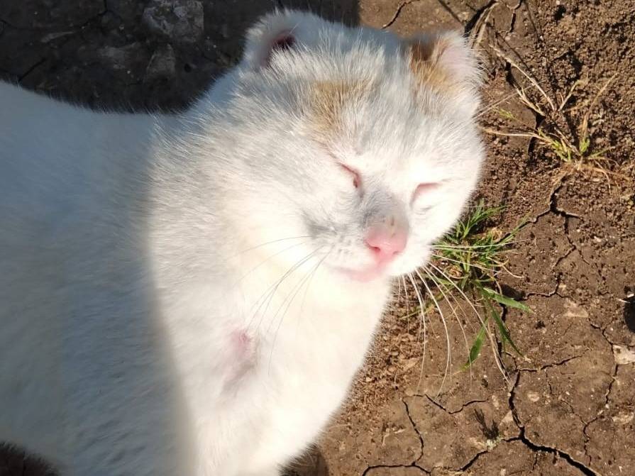 Adotta il gatto UBER a Barletta