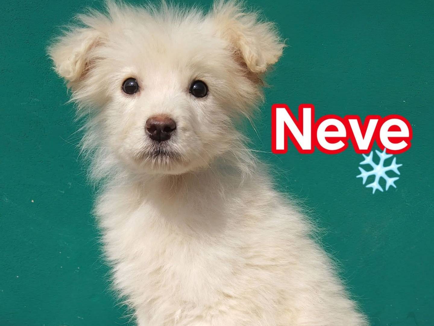 Adozione cane, femmina, Razza sconosciuta Razza sconosciuta, 5 mesi, taglia piccola, La