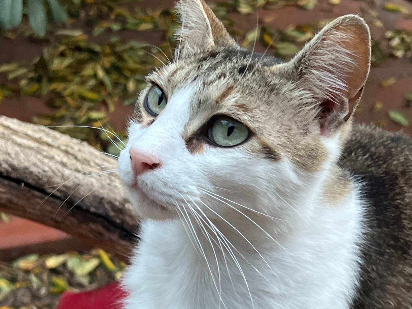 Adozione gatto, maschio, Razza sconosciuta Razza sconosciuta, 4 anni e 10 mesi, taglia non valida, Messina