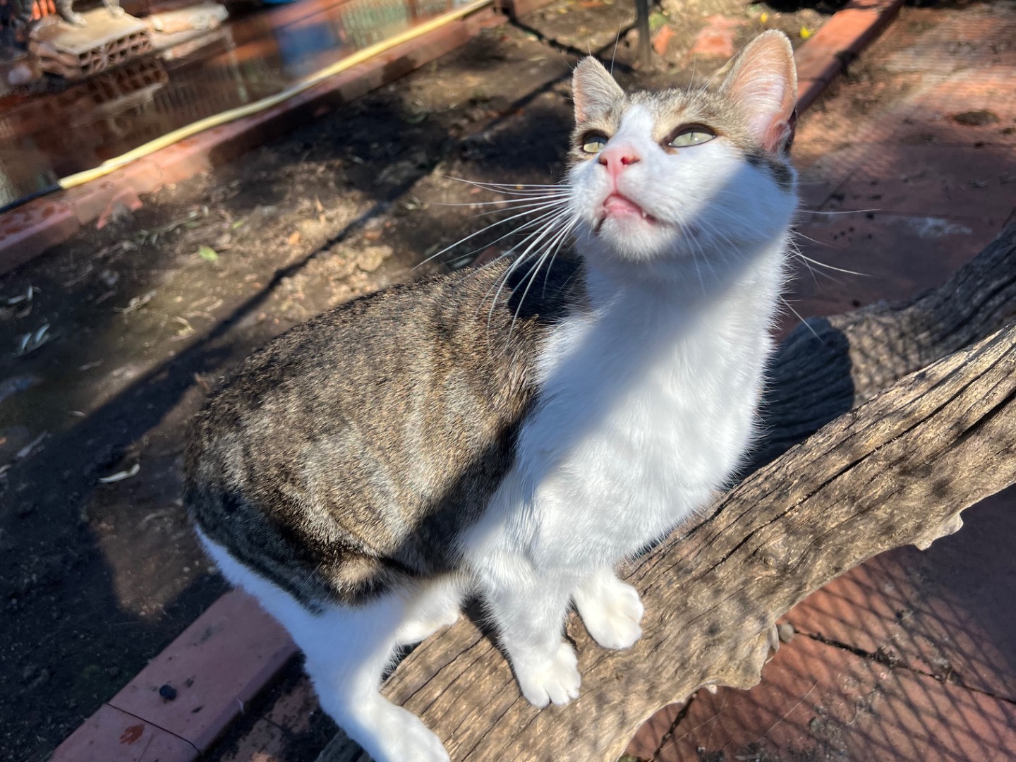 Adotta un gatto, maschio, 4 anni e 10 mesi, Messina