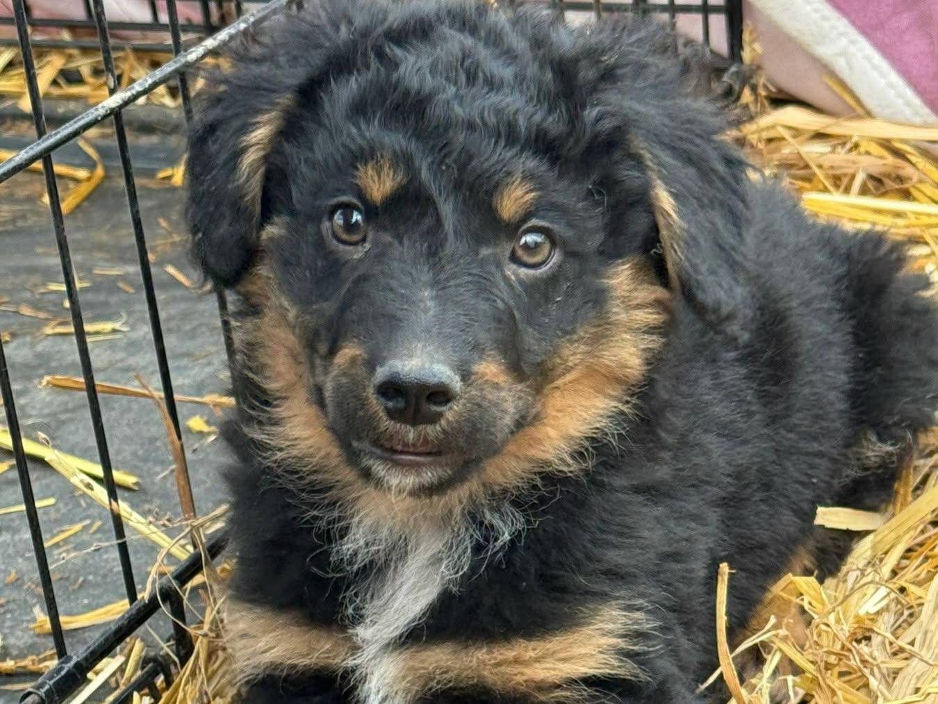 Adozione cane, maschio, Razza sconosciuta Razza sconosciuta, 2 mesi, taglia media contenuta, Firenze