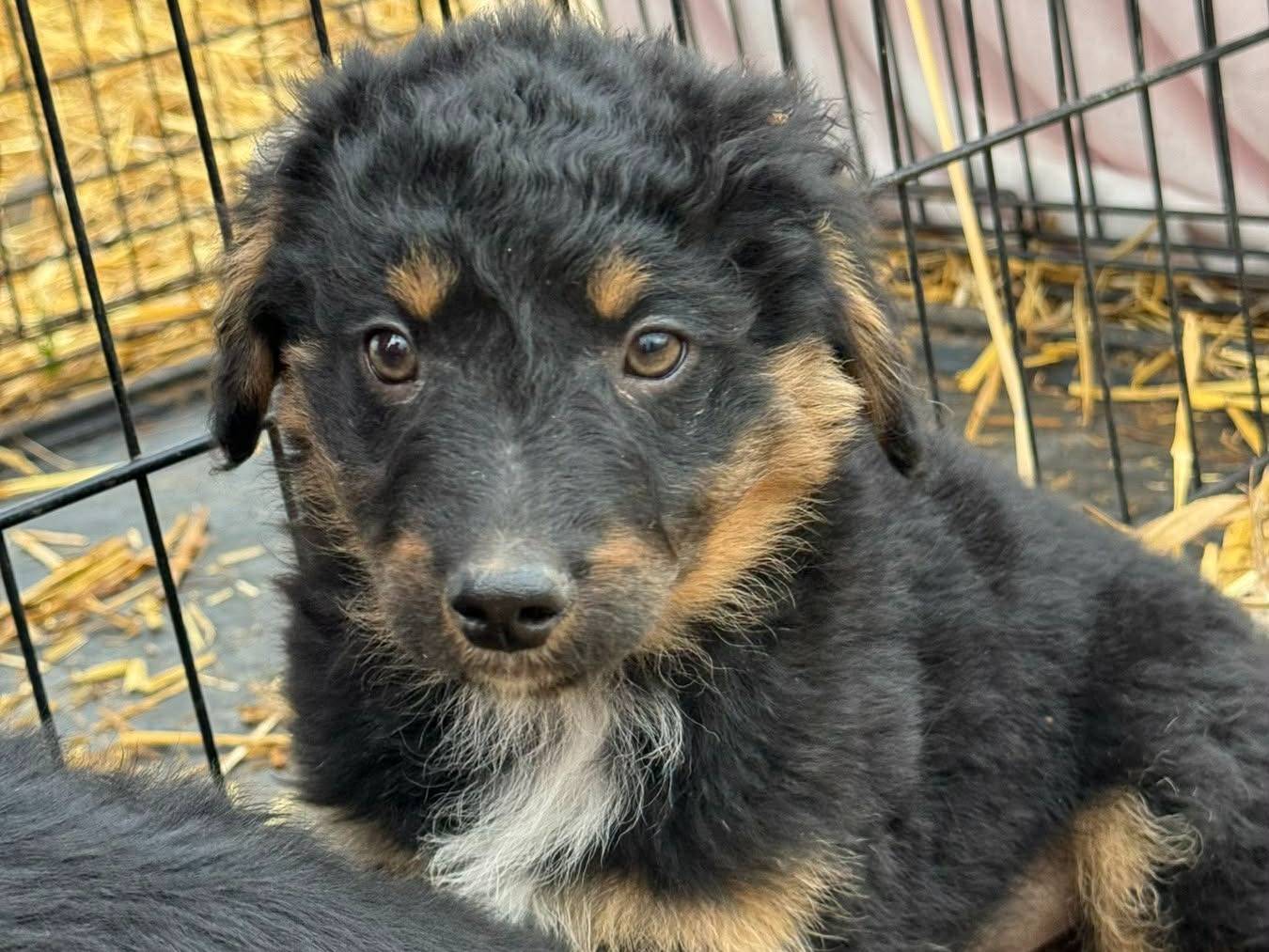 Adotta un cane, maschio, 2 mesi, Firenze