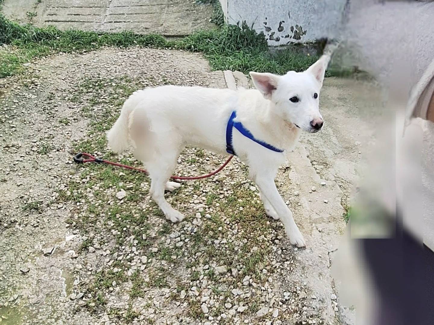 Adozione cane, maschio, Razza sconosciuta Razza sconosciuta, 3 mesi, taglia media contenuta, Bari