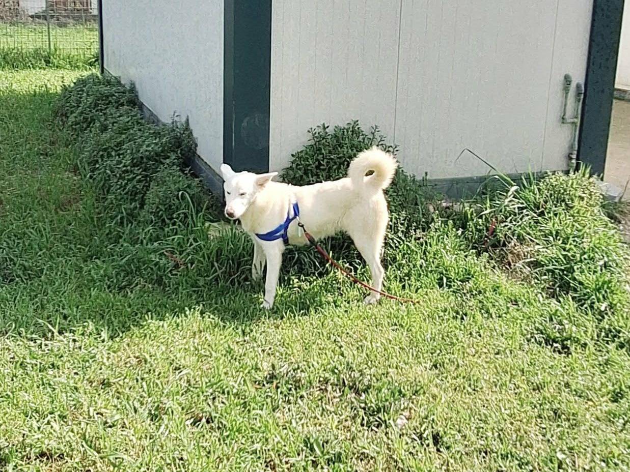 Adotta un cane, maschio, 3 mesi, Bari