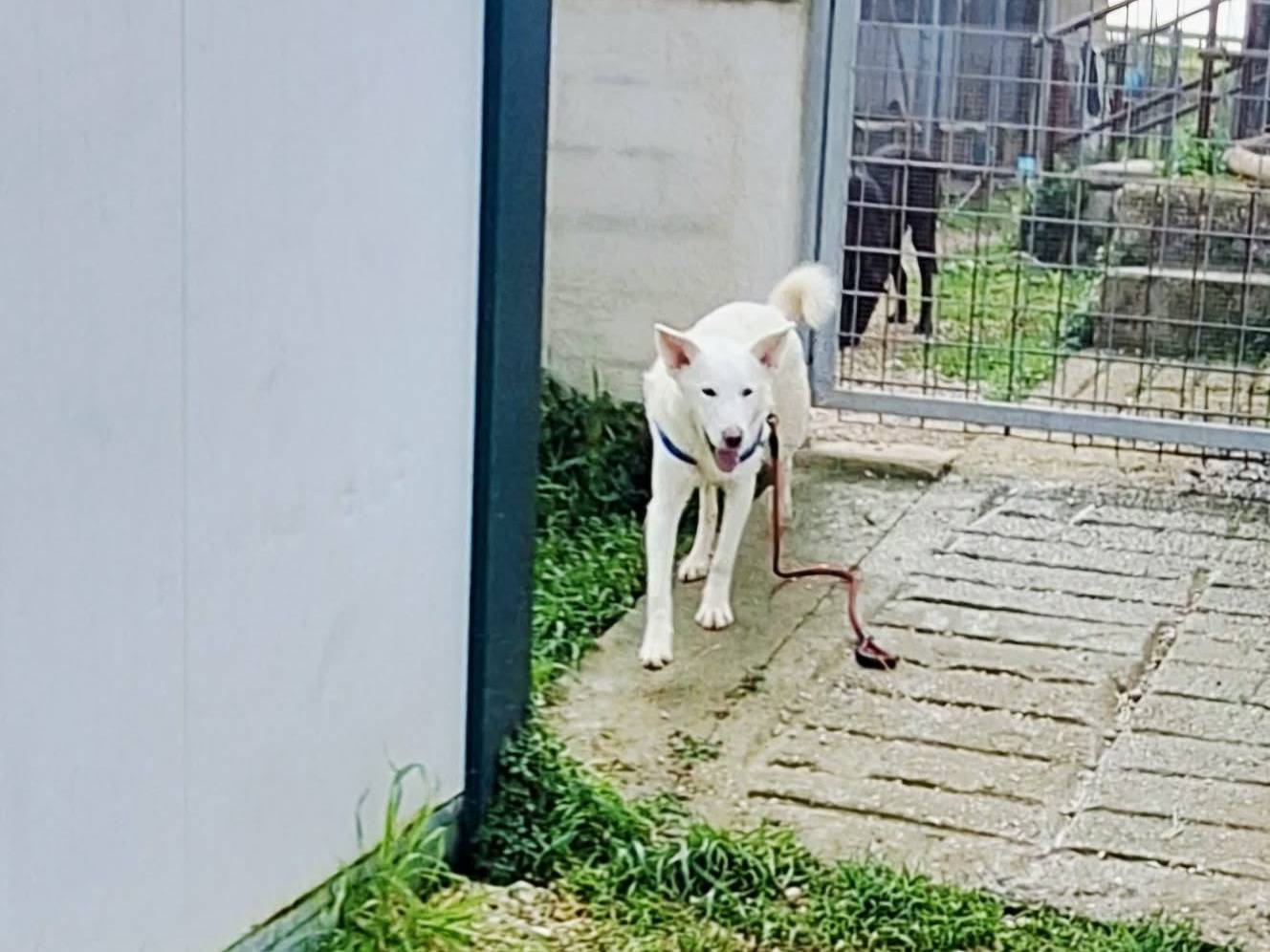 Adotta un cane, taglia media contenuta, maschio, Bari
