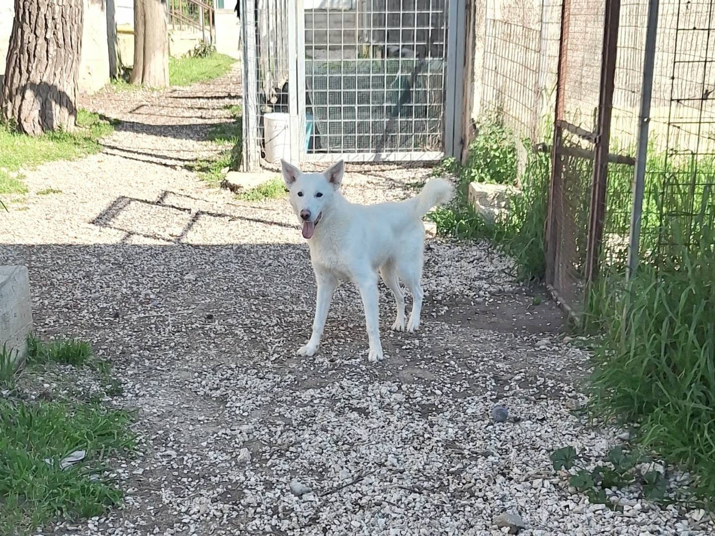 Vuoi adottare un cane a Bari?