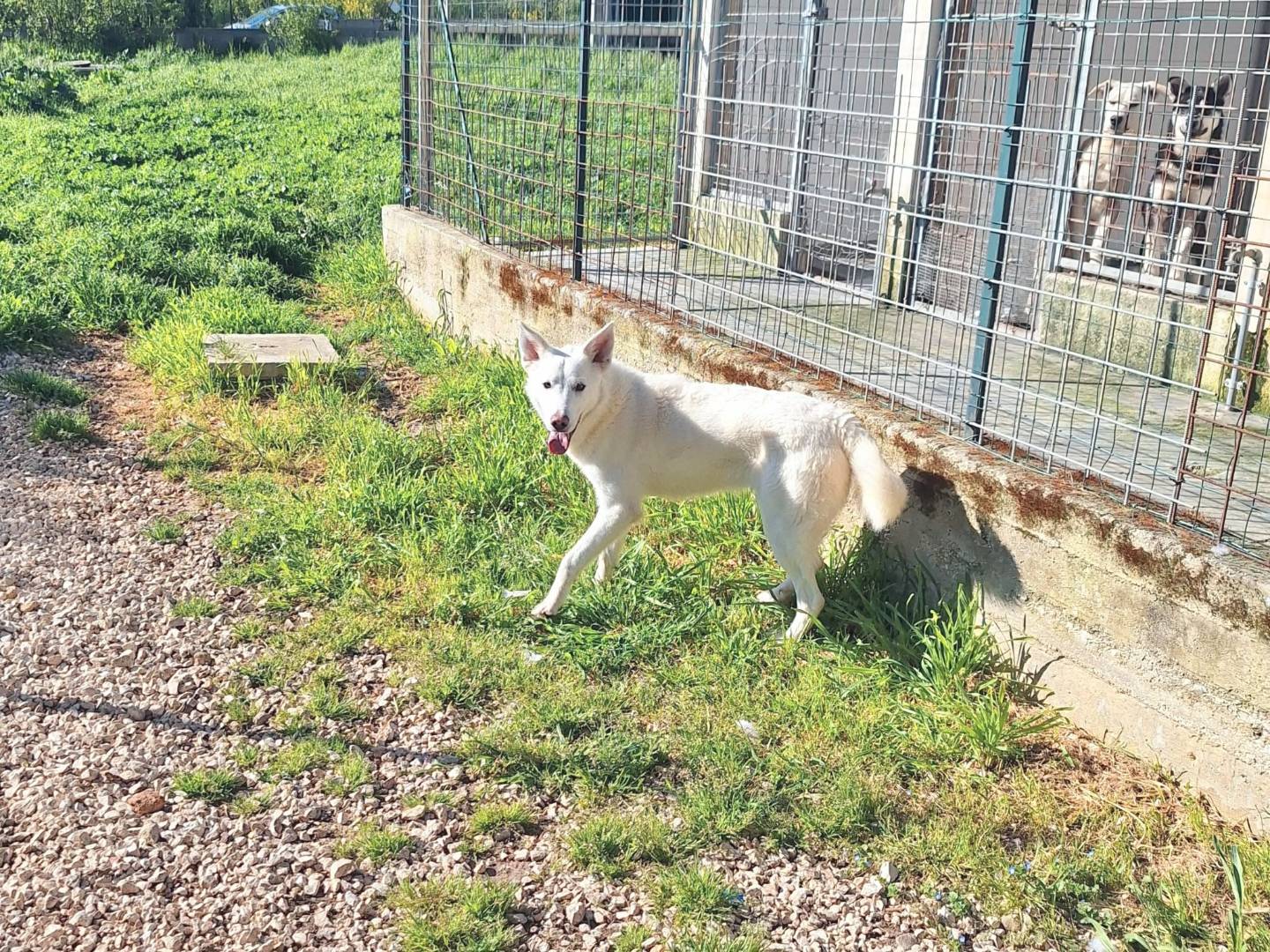 Adotta il cane Erik a Bari