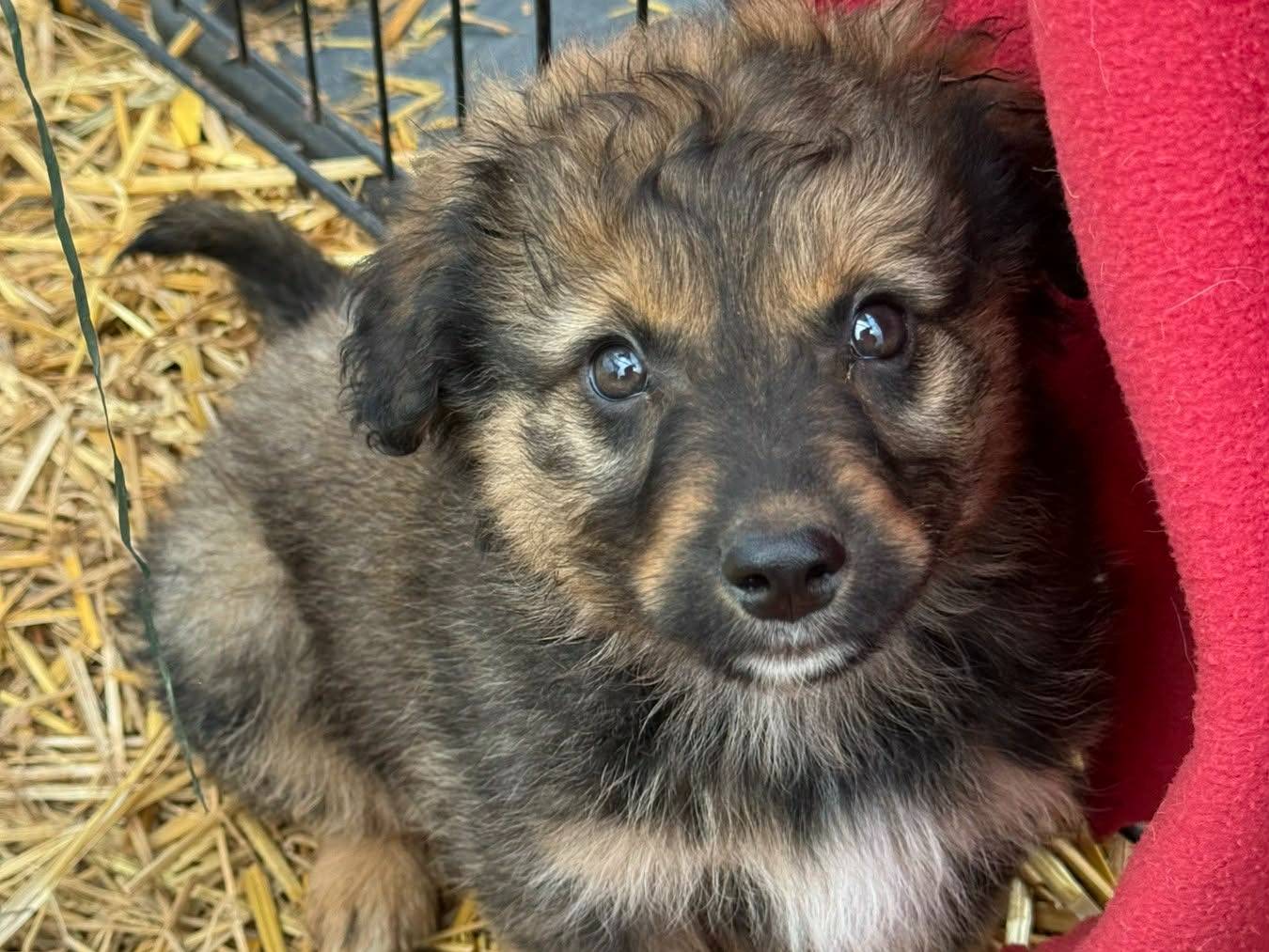 Adozione cane, femmina, Razza sconosciuta Razza sconosciuta, 3 mesi, taglia media contenuta, Firenze