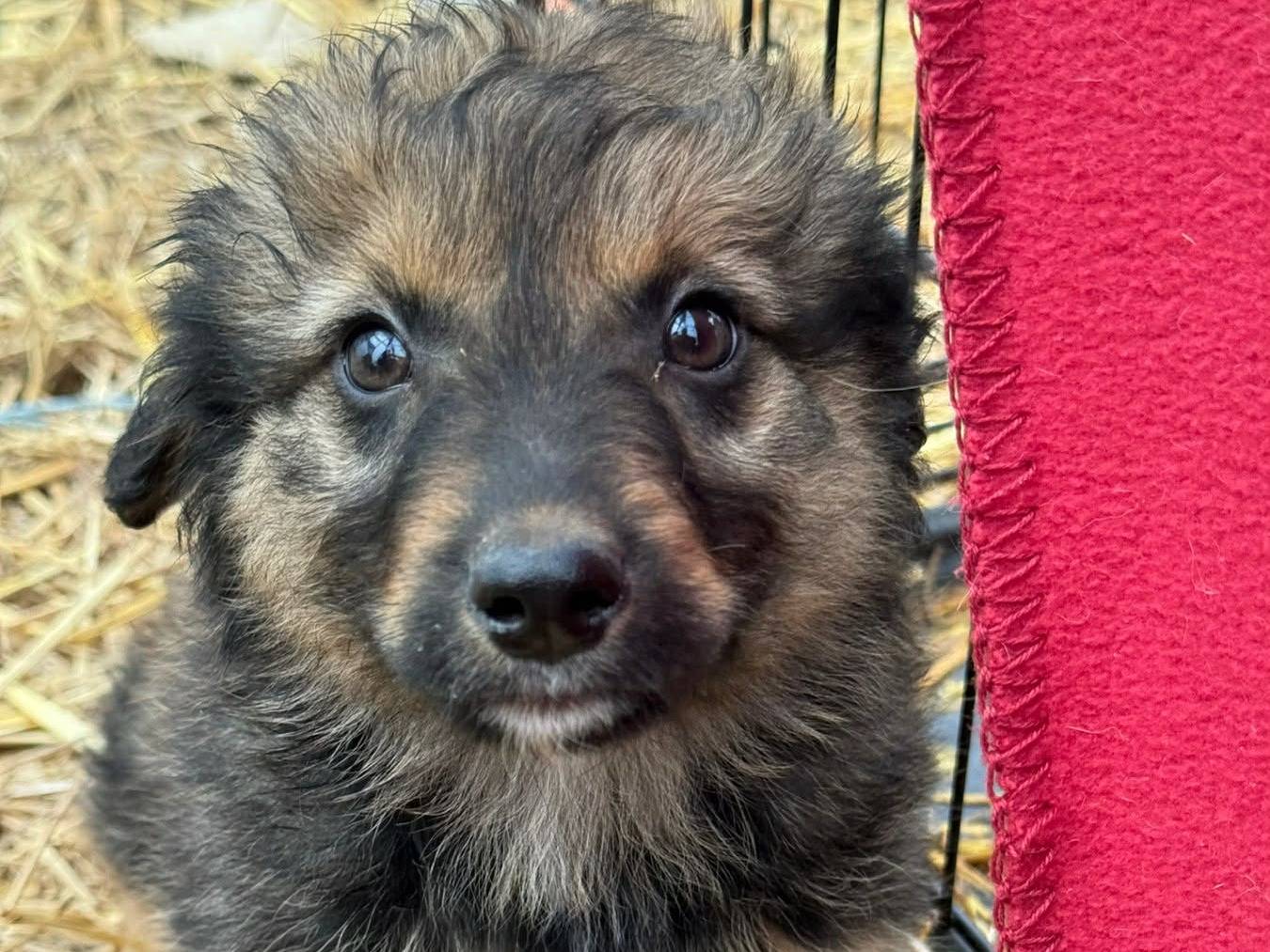 Adotta un cane, femmina, 3 mesi, Firenze