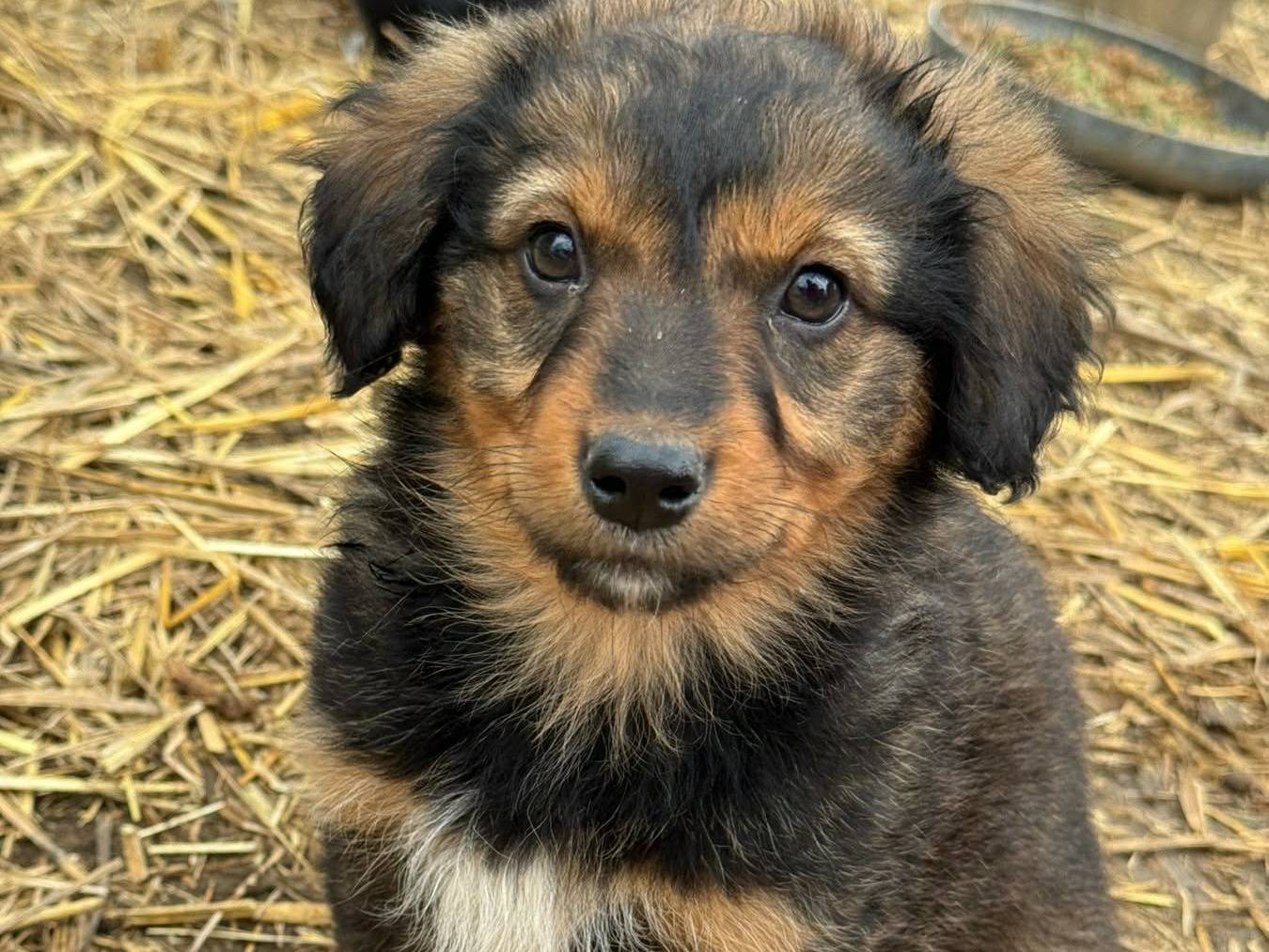 Adotta un cane, taglia media contenuta, femmina, Firenze