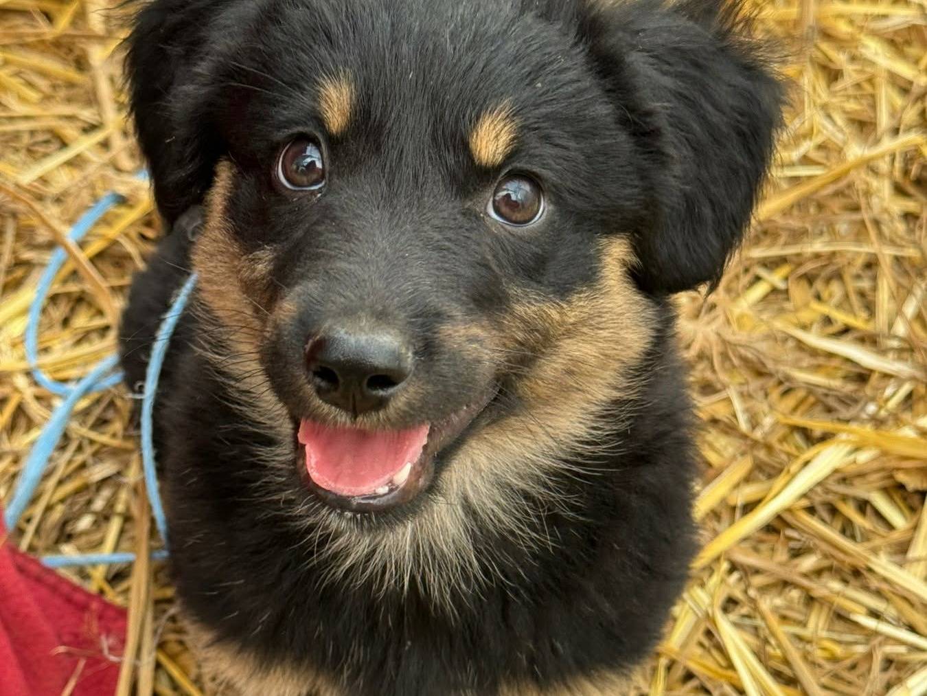 Vuoi adottare un cane a Firenze?