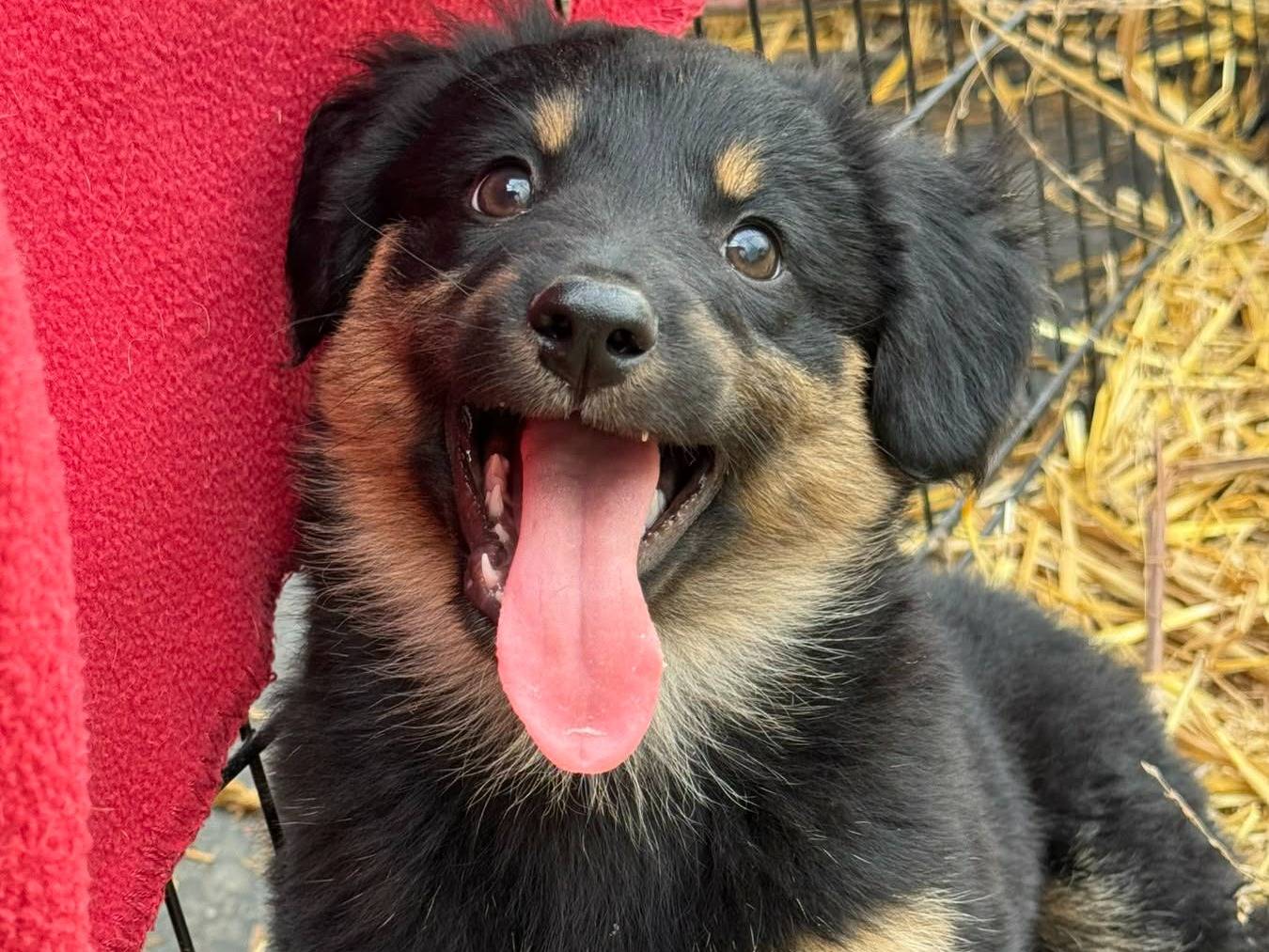 Adotta il cane ZOYA ZARA ZERA a Firenze