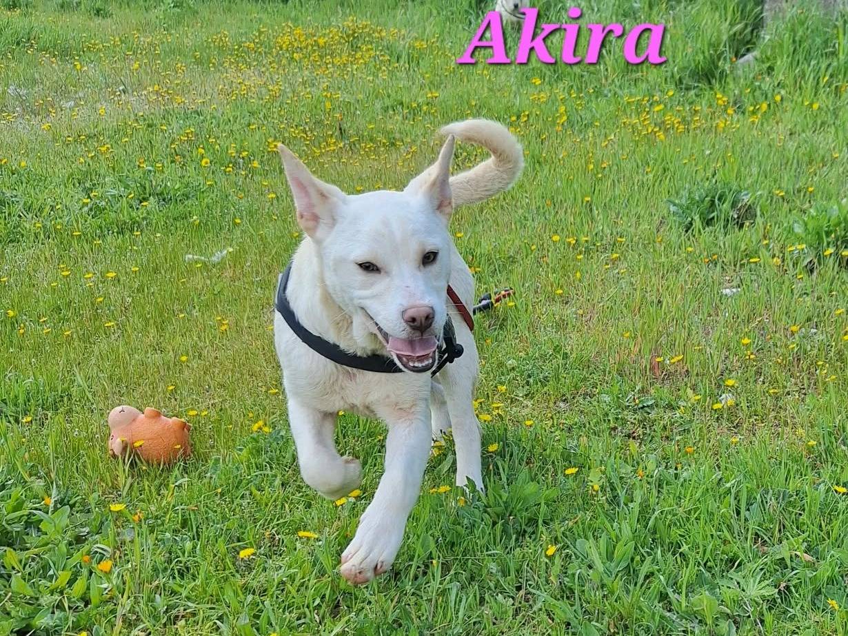 Adozione cane, femmina, Akita Razza sconosciuta, 5 mesi, taglia grande, Bari