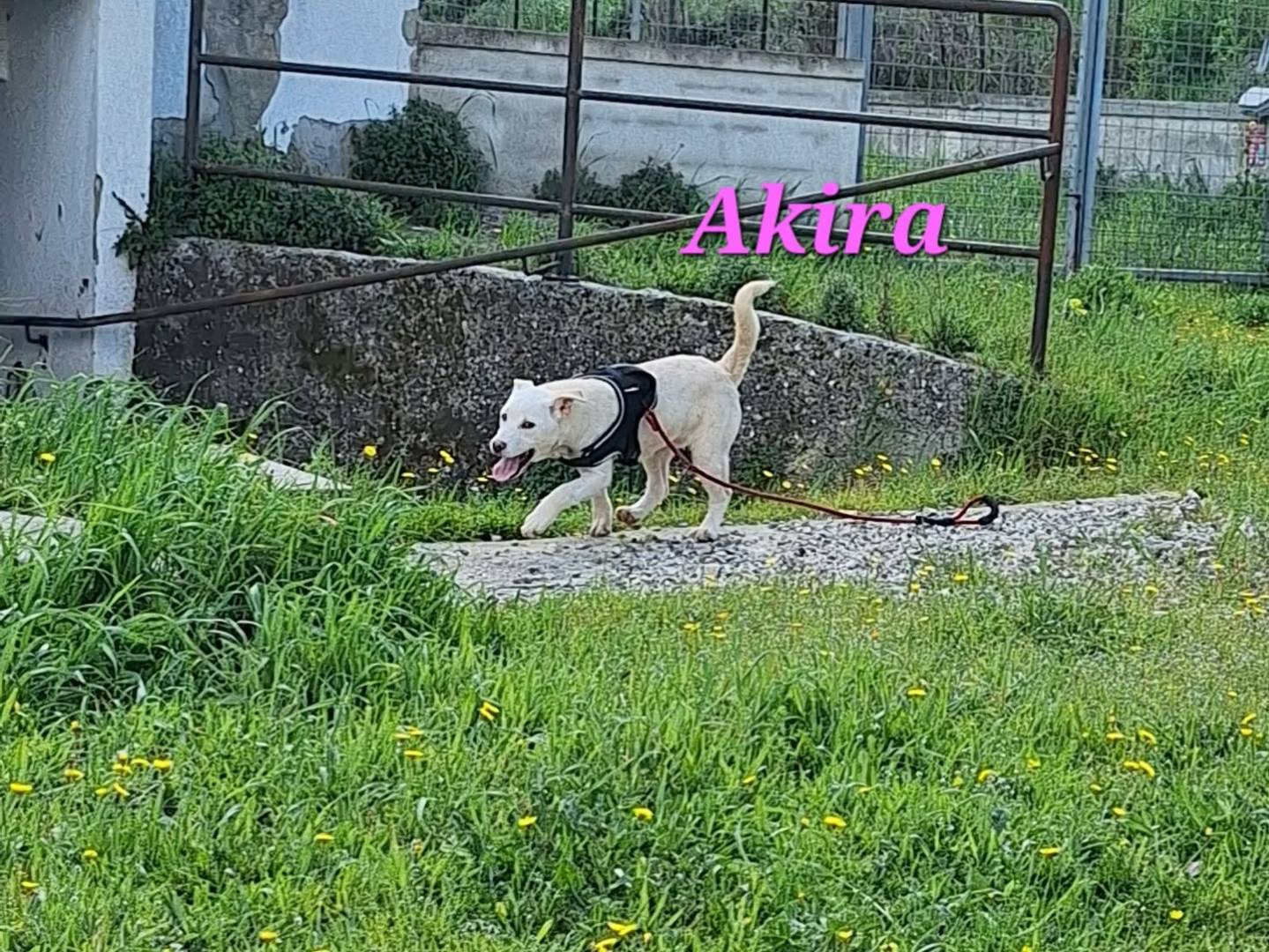 Adotta un cane, femmina, 5 mesi, Bari