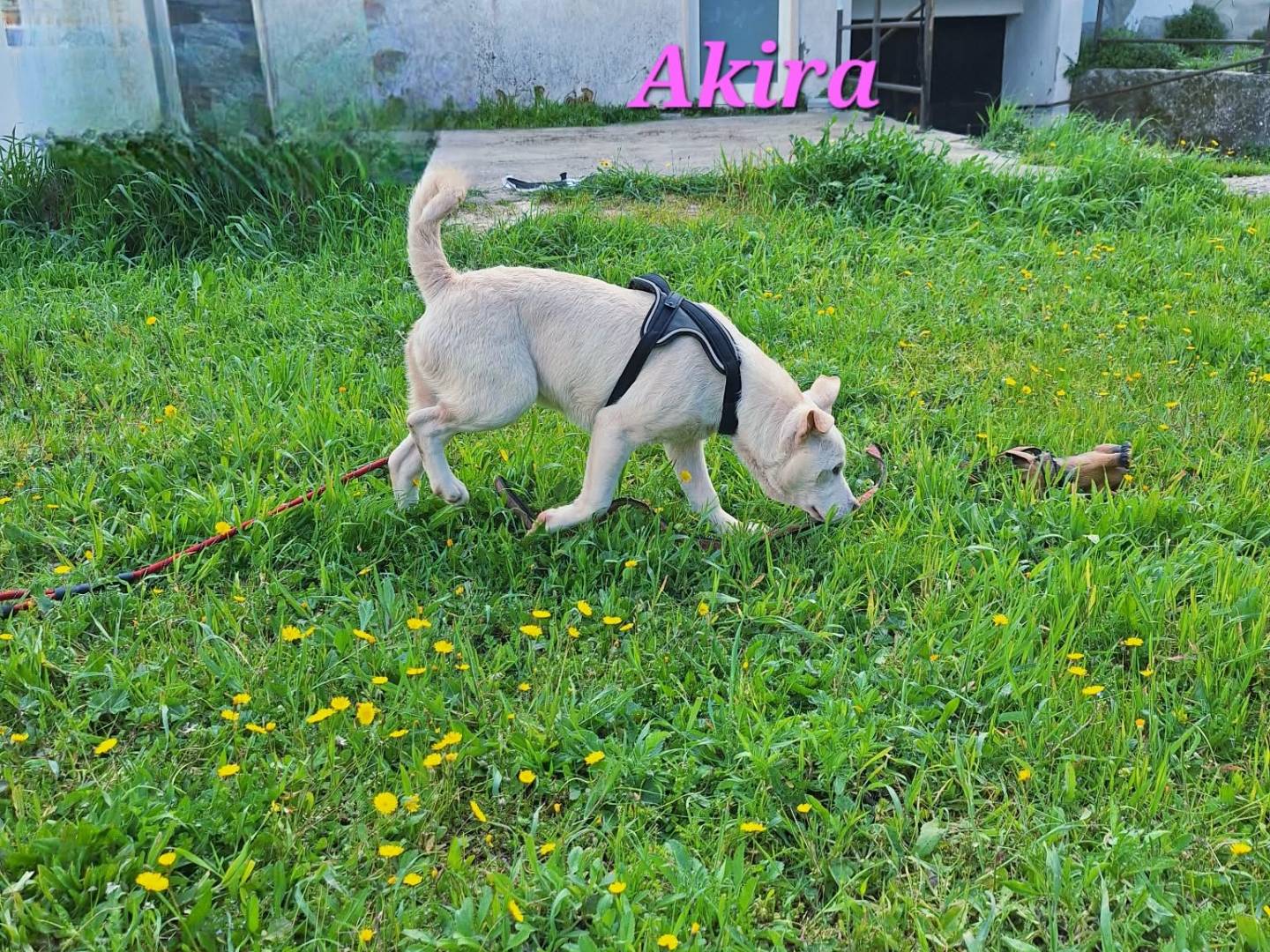 Adotta un cane, taglia grande, femmina, Bari