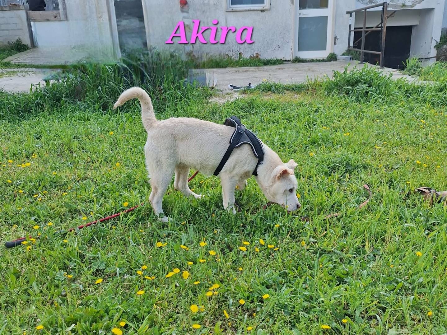 Vuoi adottare un cane a Bari?